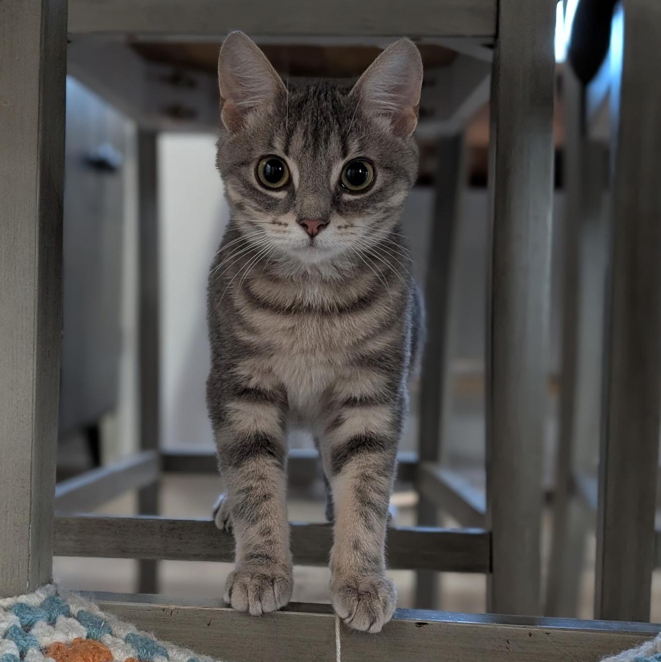 Enlarge Sassy, a Adoptable Domestic Short Hair in Richmond, VA image 1/4