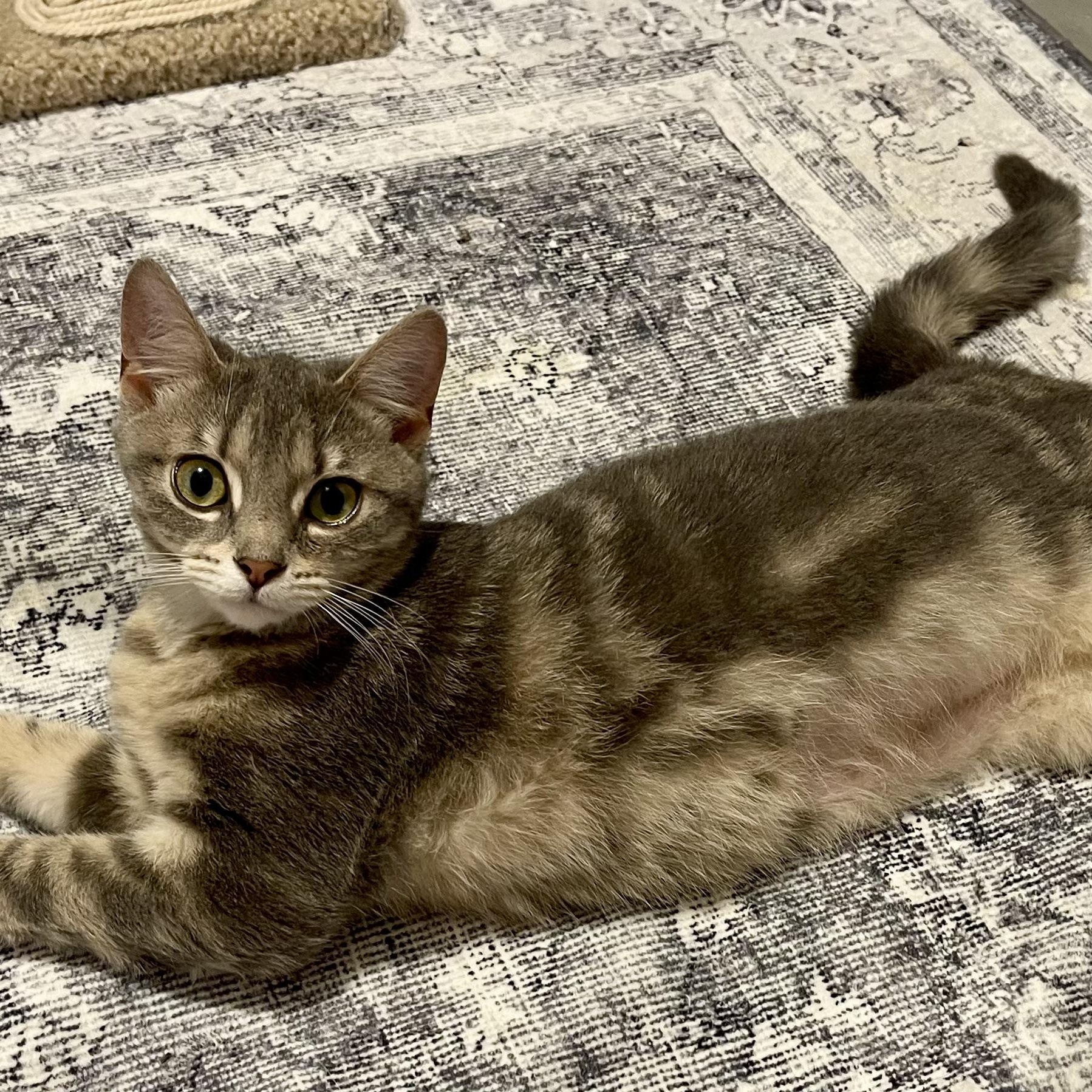 Enlarge Sassy, a Adoptable Domestic Short Hair in Richmond, VA image 2/4