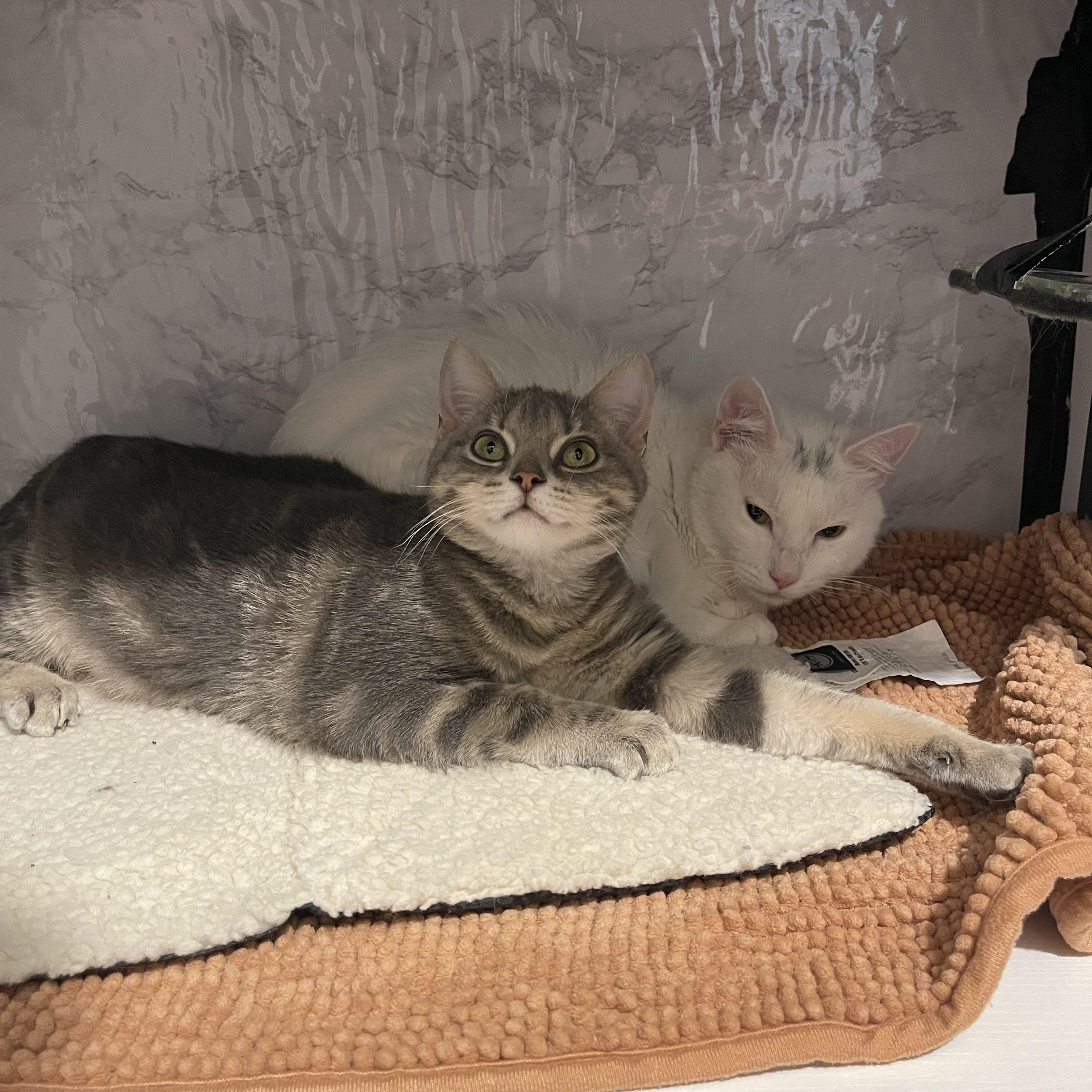 Enlarge Sassy, a Adoptable Domestic Short Hair in Richmond, VA image 3/4