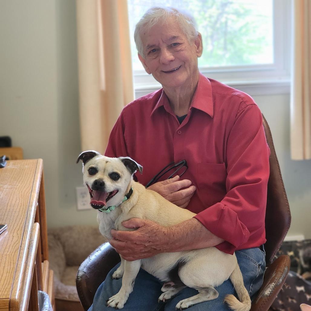 Curly, Adoptable, Senior Male Pug & Chihuahua.