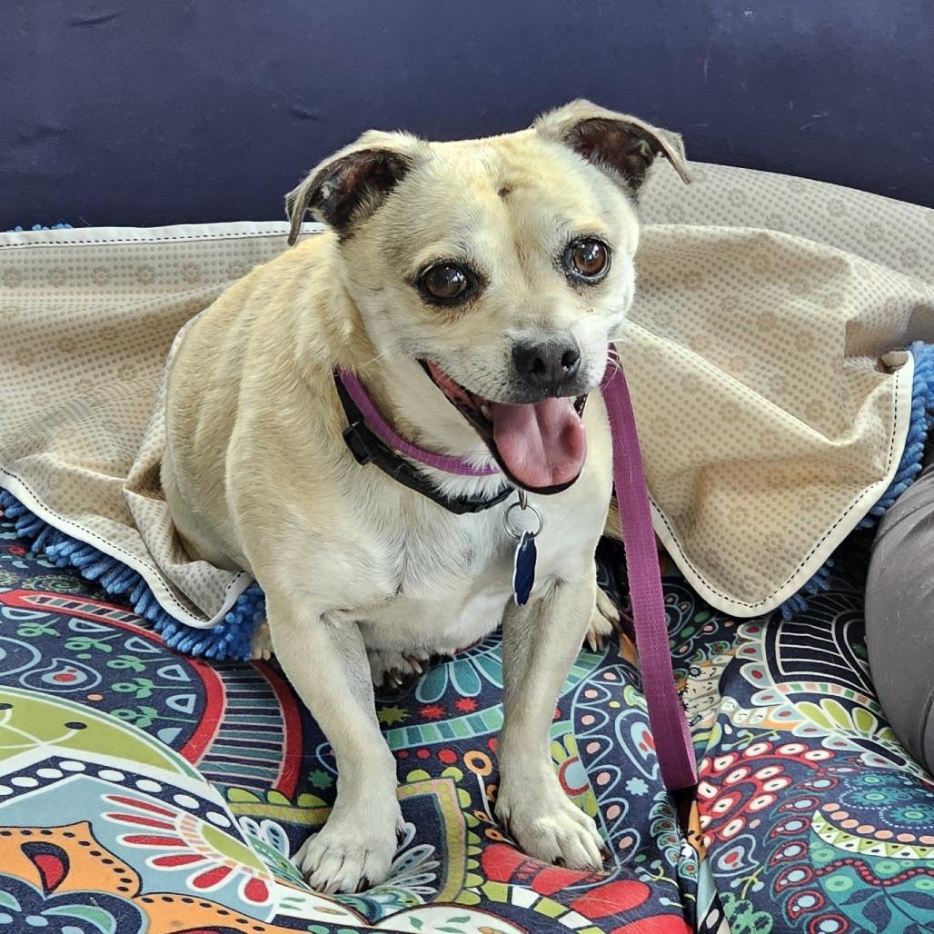 Curly, a Adoptable mixed breed in Toms Brook, VA image 2/3