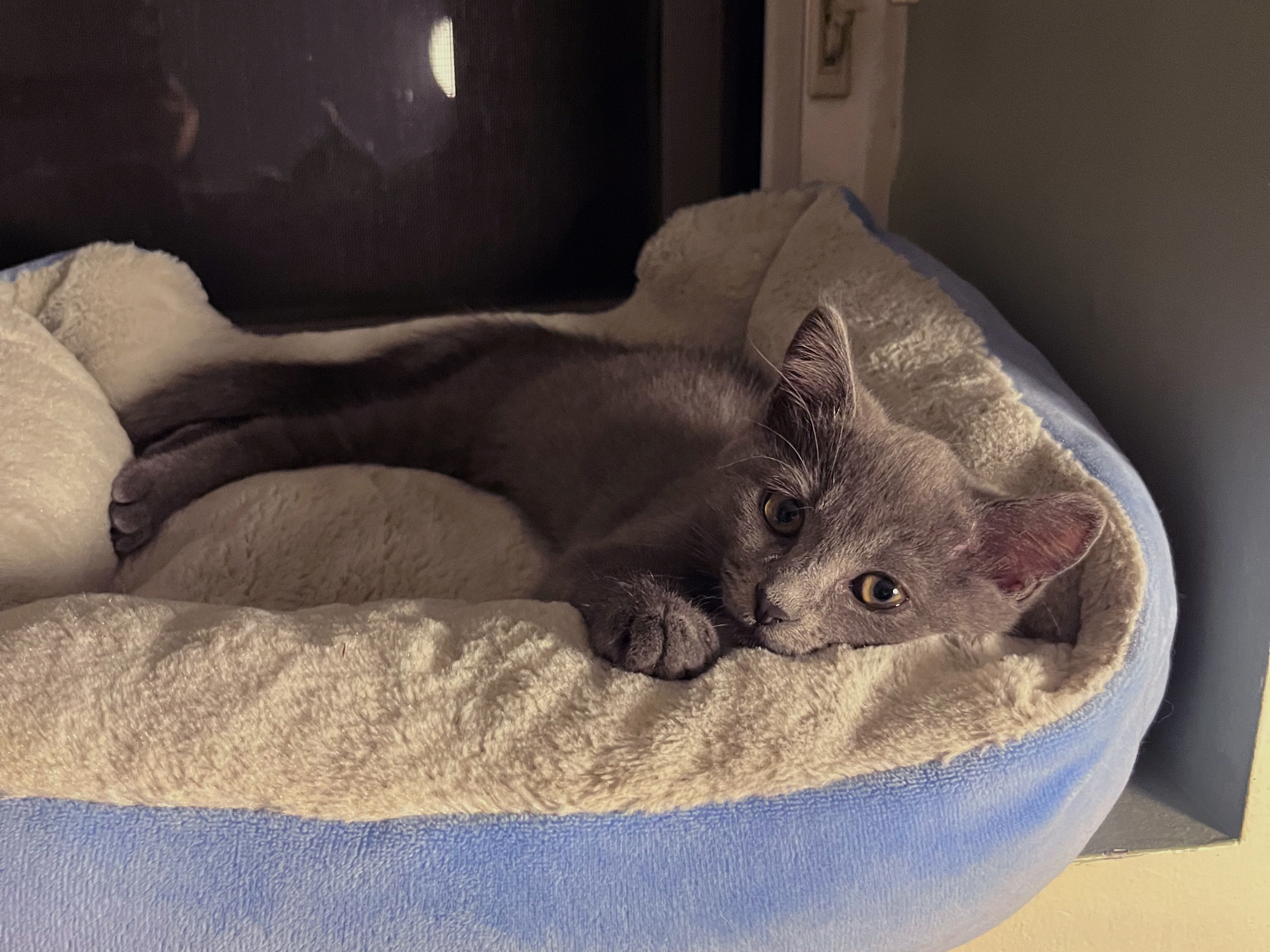 Clementine, Adopted, Kitten Female Domestic Short Hair.