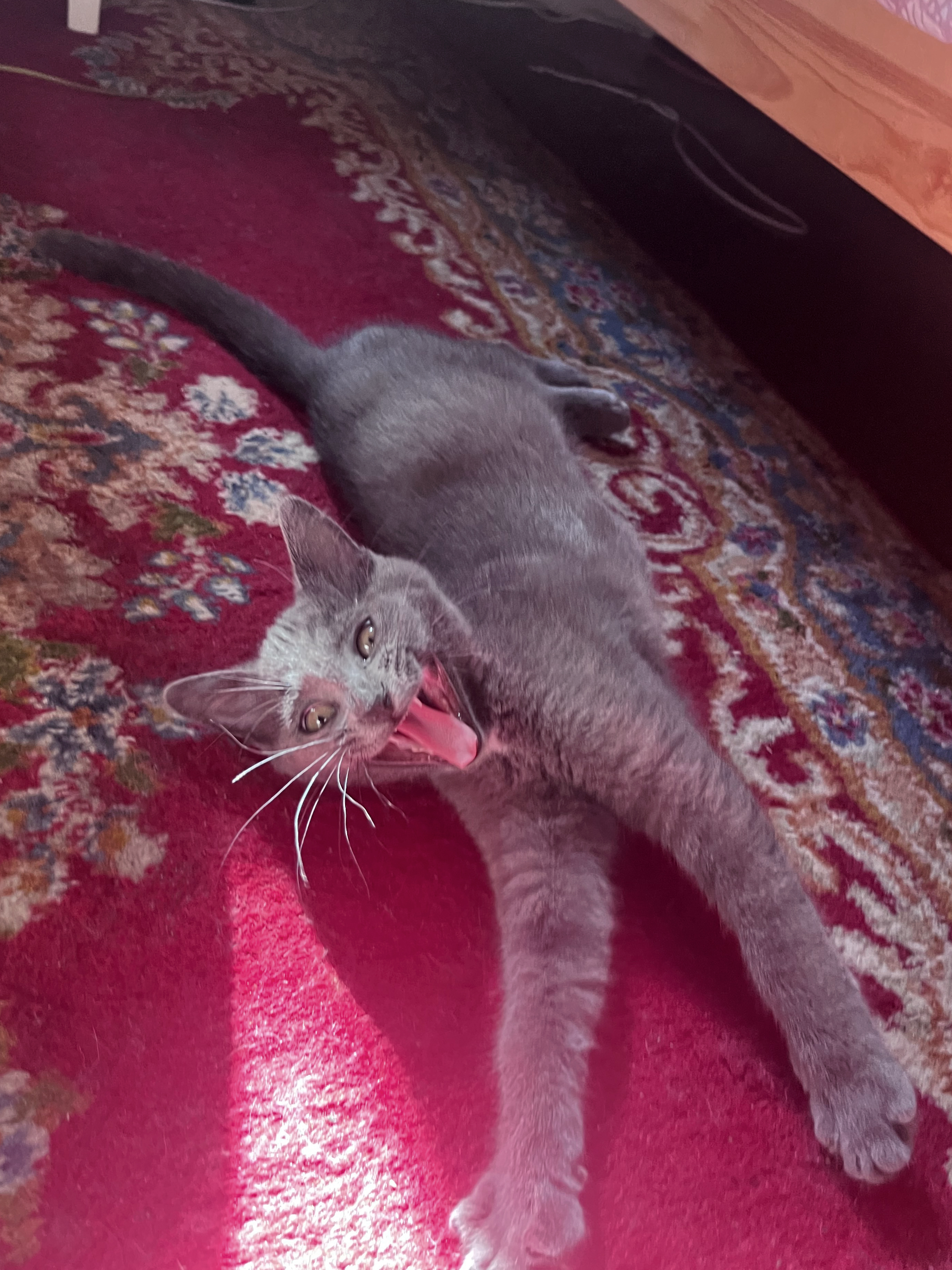 Clementine, a Adopted Domestic Short Hair in Springfield, OR image 2/12