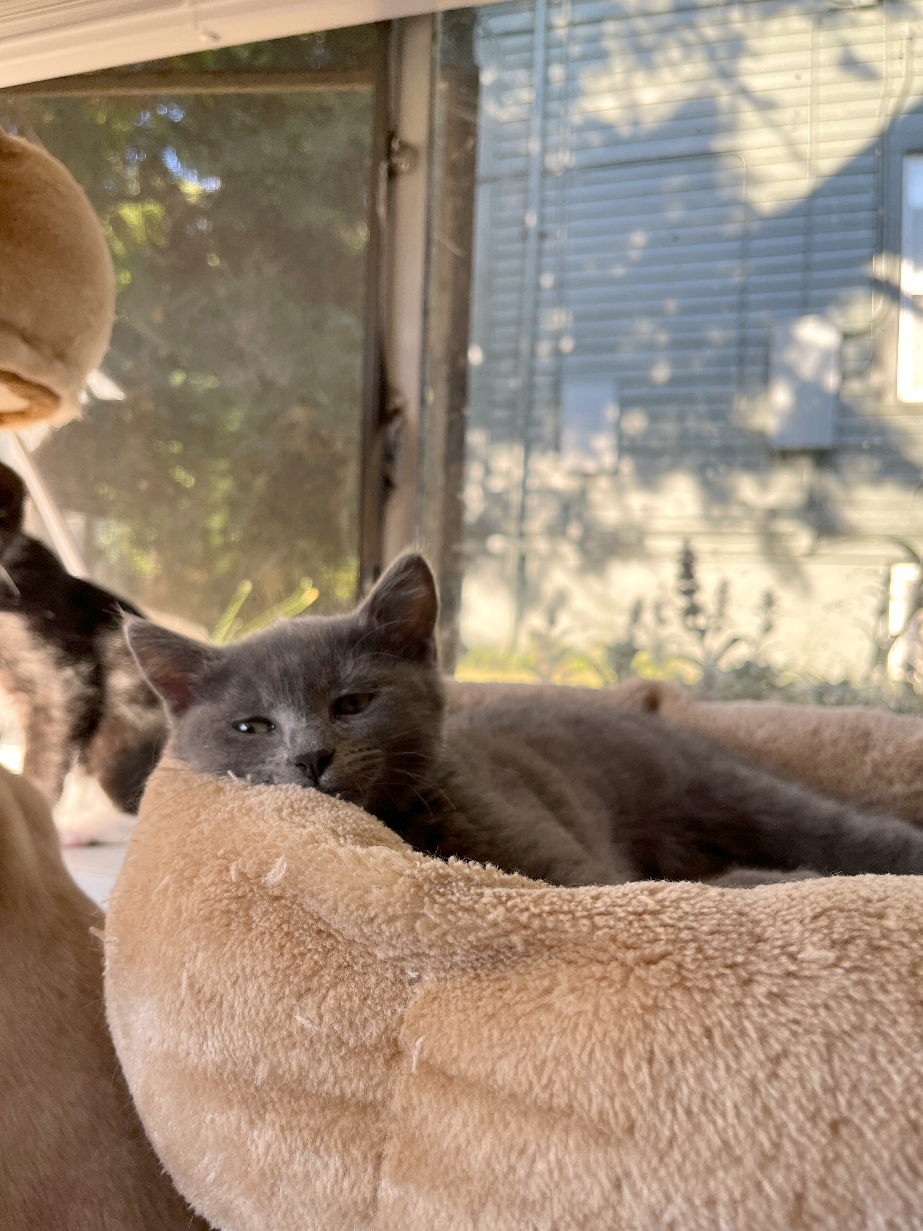 Clementine, a Adopted Domestic Short Hair in Springfield, OR image 3/12