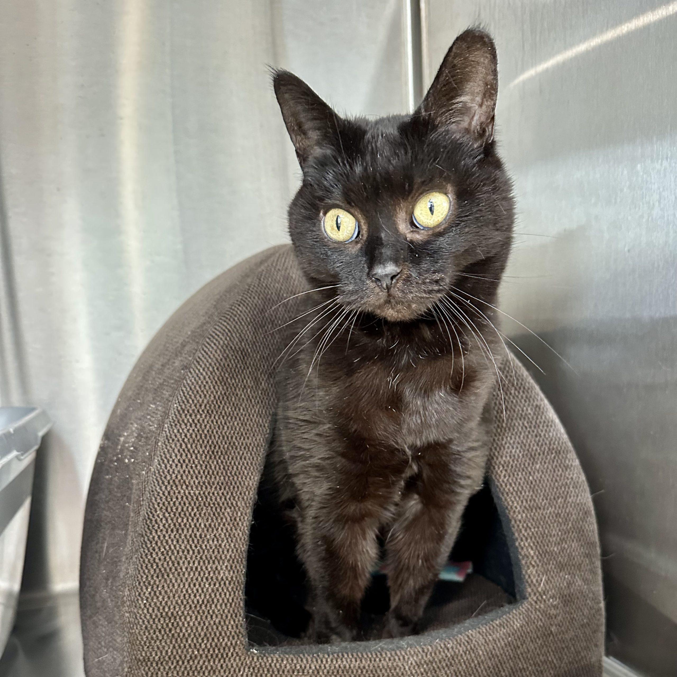 Bobbi, a Adoptable Domestic Short Hair in East Garafraxa, ON image 3/3