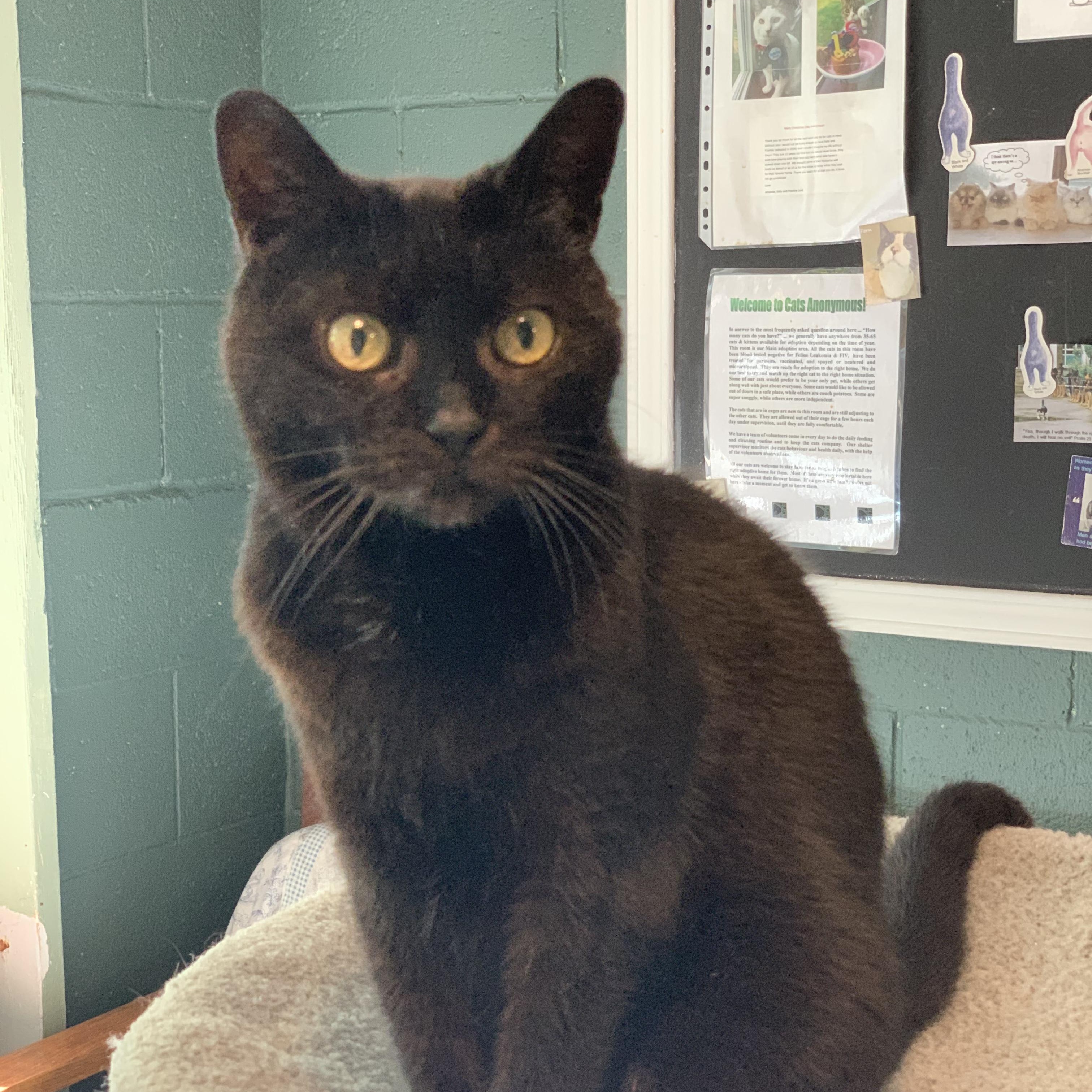 Bobbi, a Adoptable Domestic Short Hair in East Garafraxa, ON image 2/3