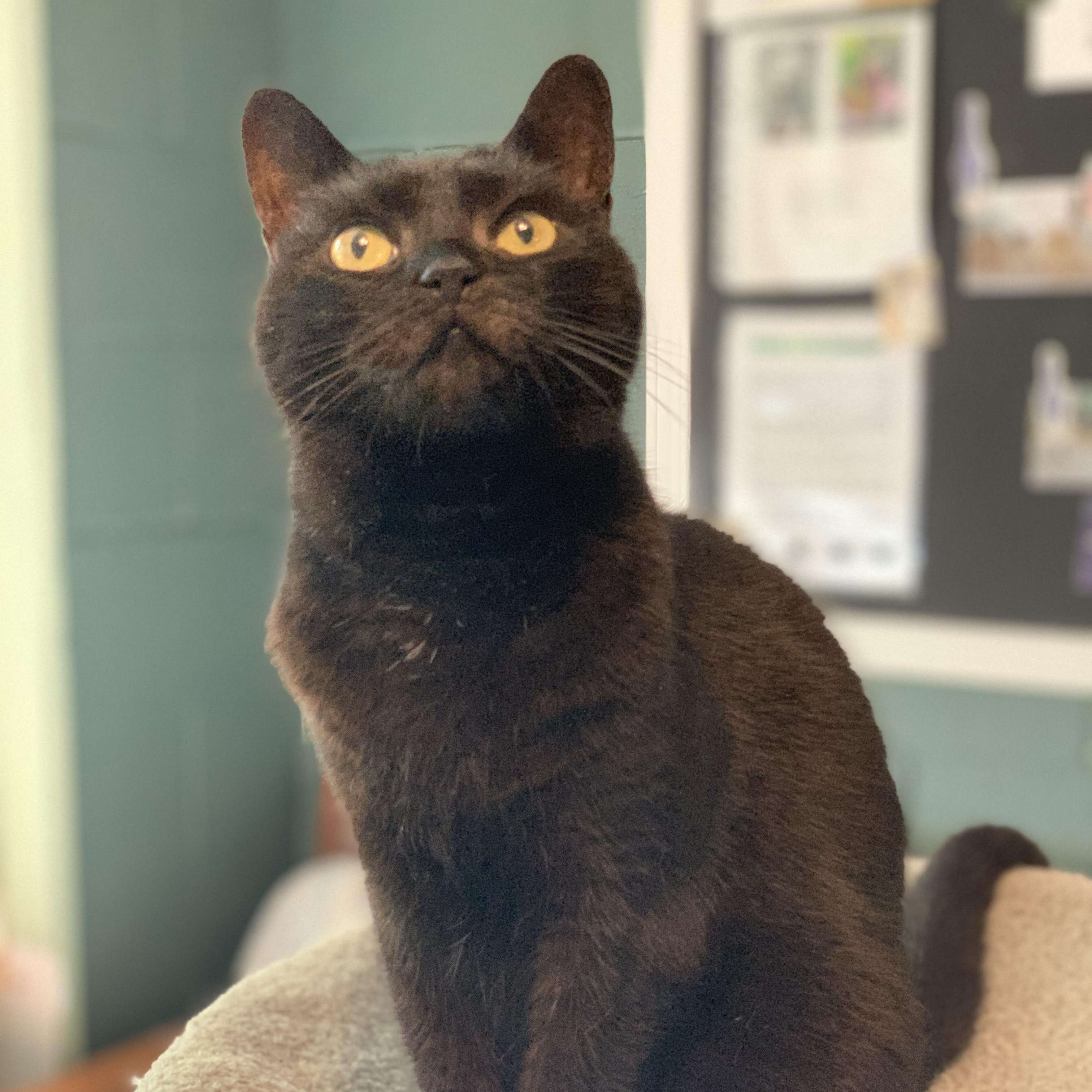 Bobbi, a Adoptable Domestic Short Hair in East Garafraxa, ON image 1/3