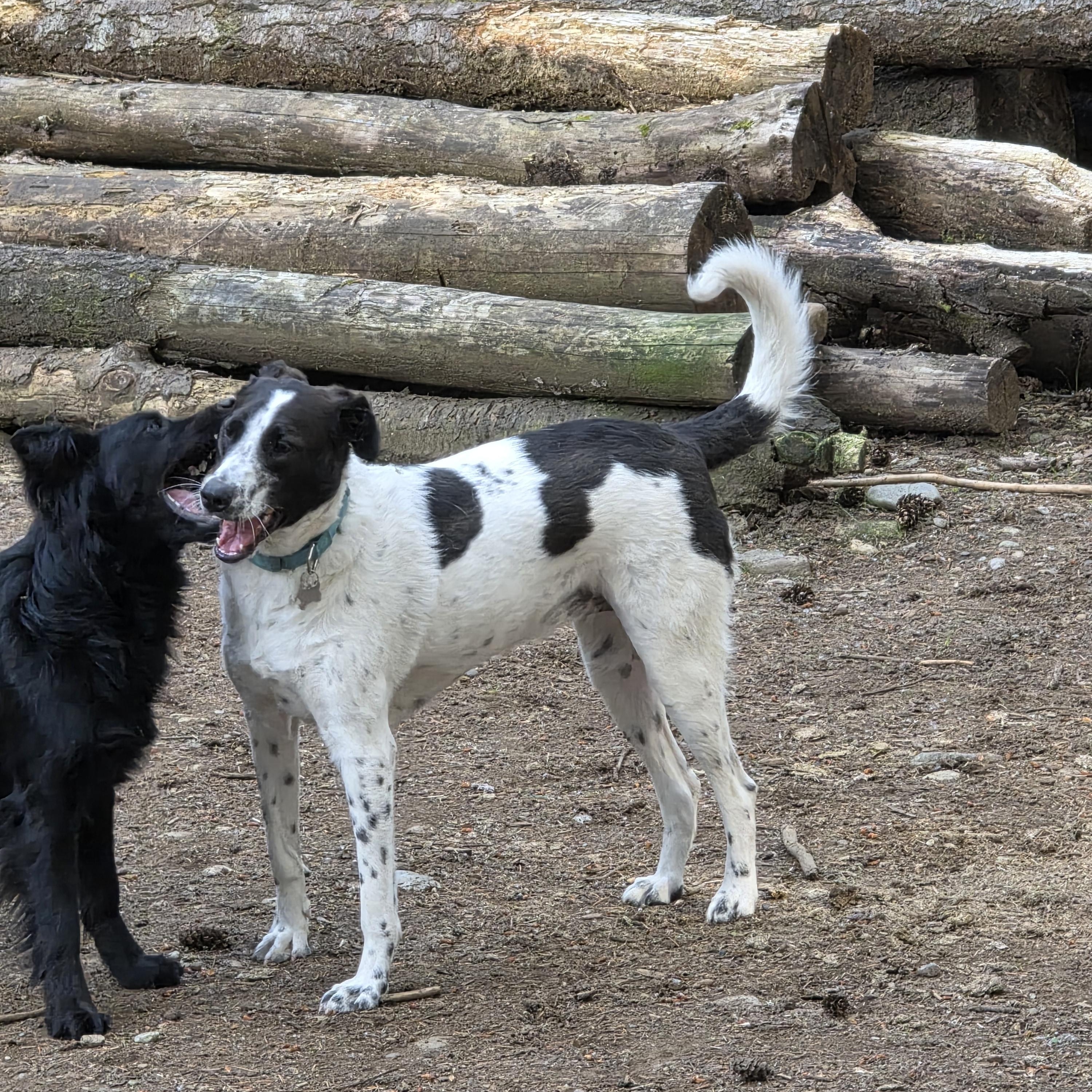 Enlarge Maya, a Adoptable mixed breed in AUBURN, WA image 2/4