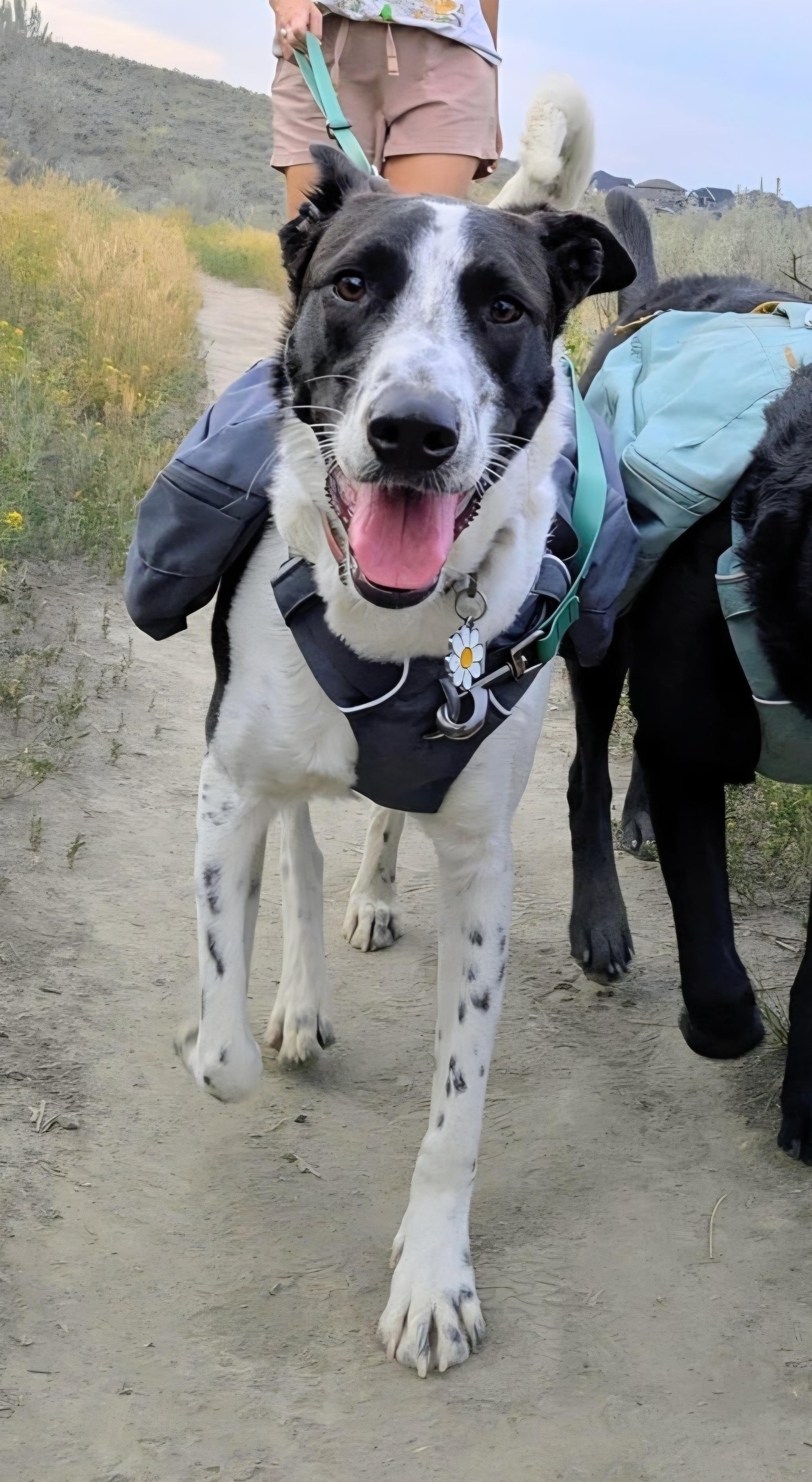 Enlarge Maya, a Adoptable mixed breed in AUBURN, WA image 4/4