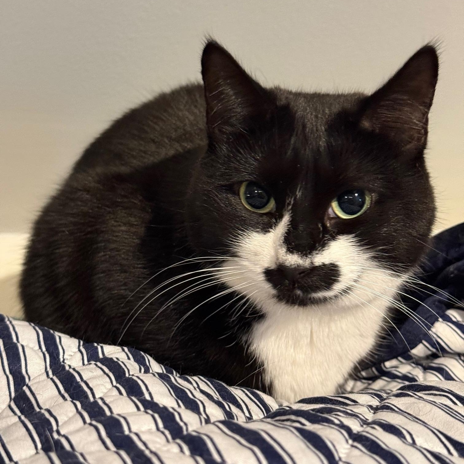 Sara, a ADOPTABLE mixed breed in Wells, ME image 4/4
