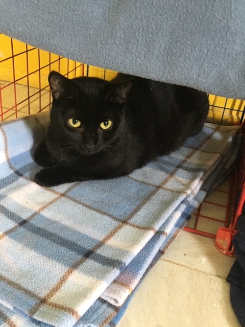 FREYA, Adoptable, Adult Female Domestic Short Hair.