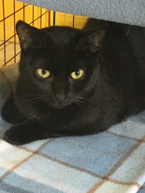 Enlarge FREYA, a Adoptable mixed breed in Owensboro, KY image 2/10