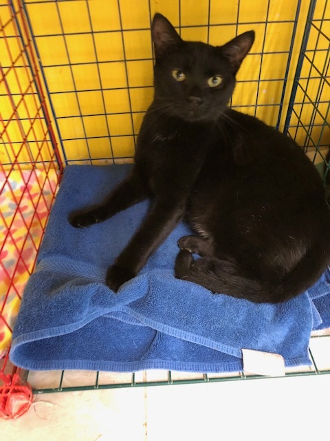 FREYA — thumbnail 4