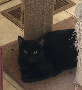 FREYA — thumbnail 5