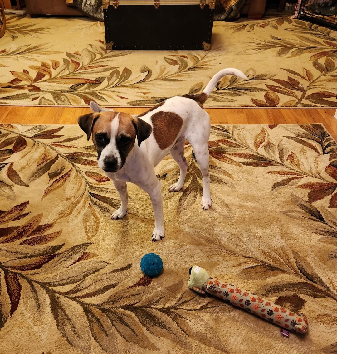 Enlarge Noah, a Adopted mixed breed in Amity, OR image 6/6