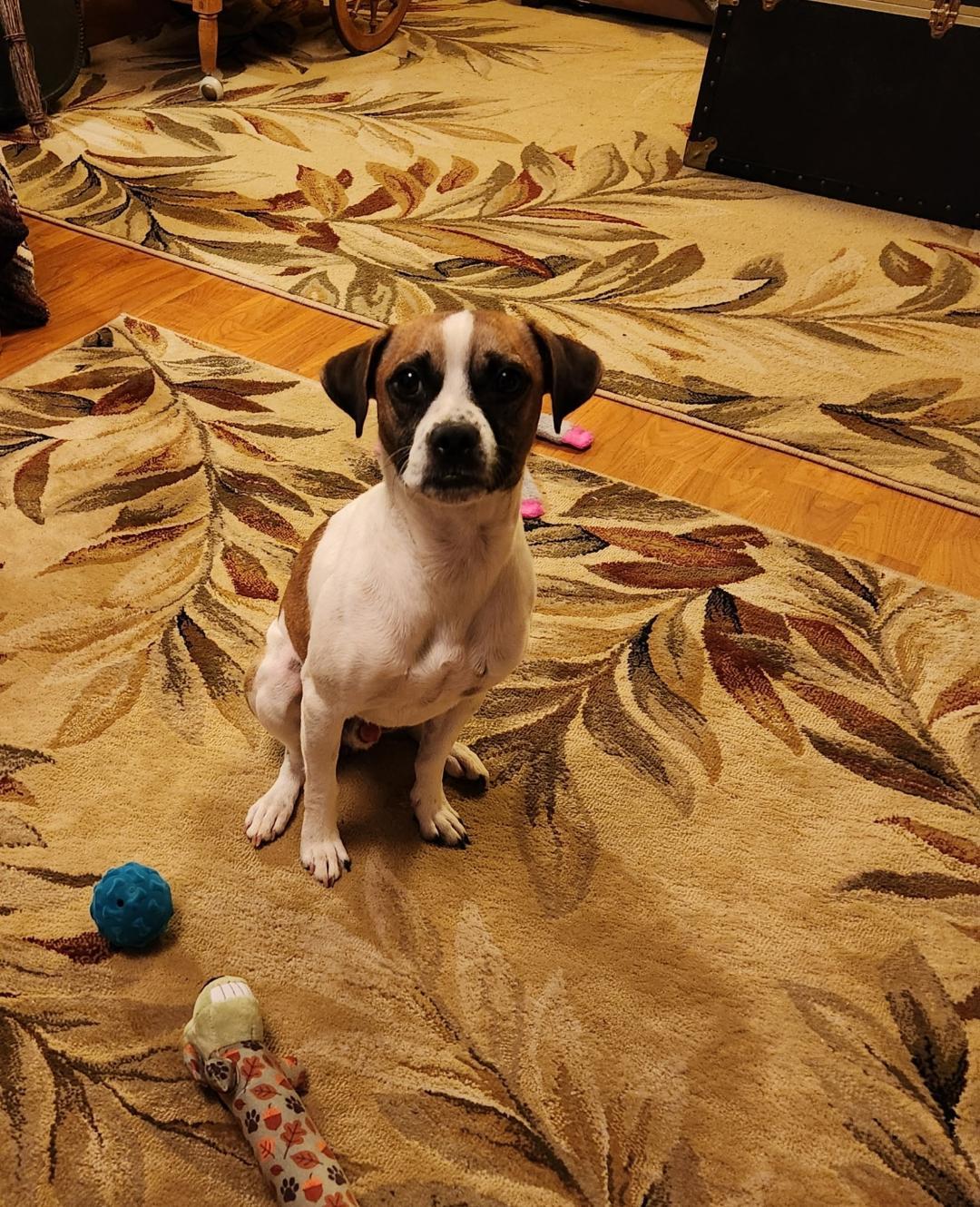 Enlarge Noah, a Adopted mixed breed in Amity, OR image 4/6