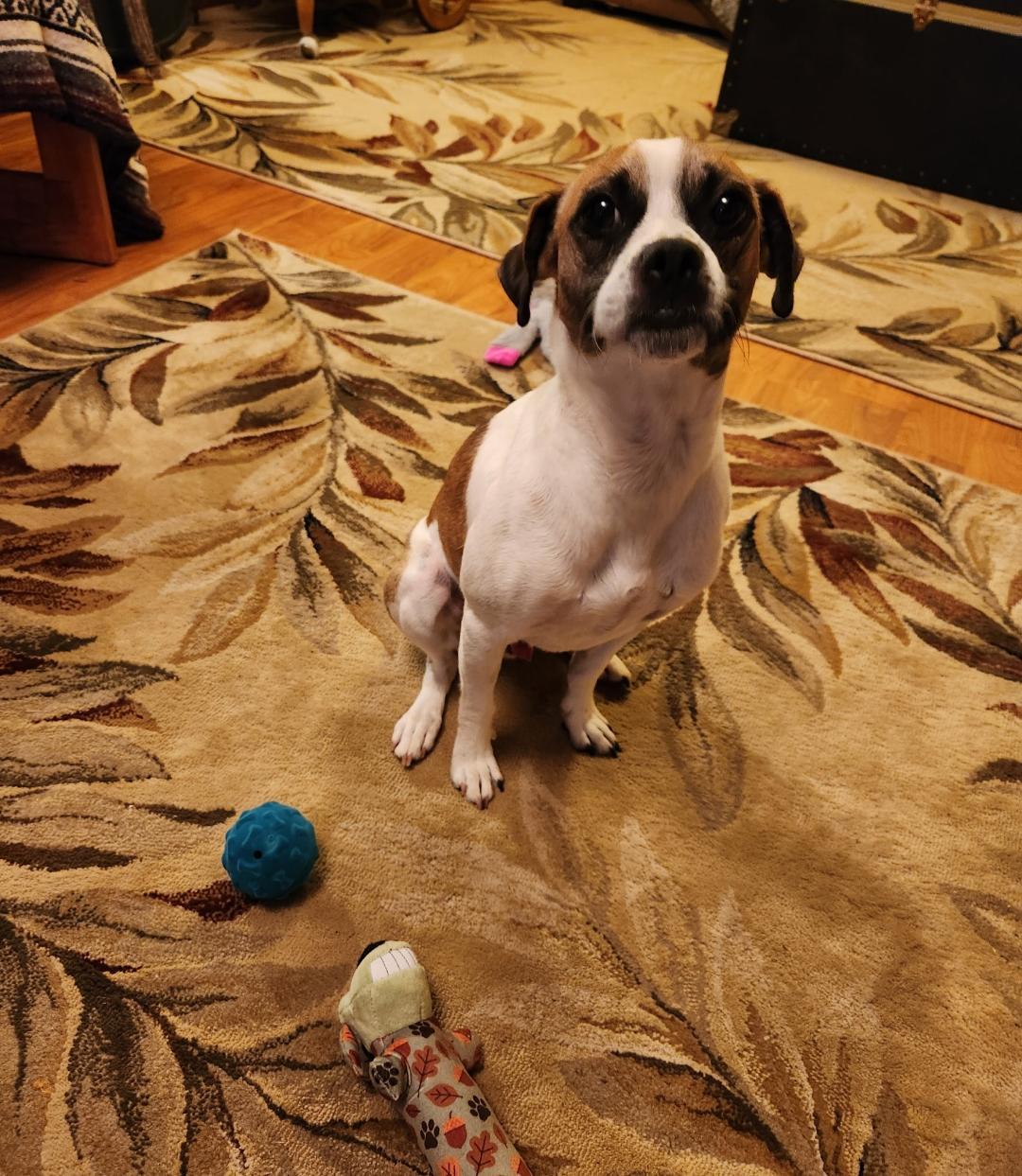 Enlarge Noah, a Adopted mixed breed in Amity, OR image 2/6