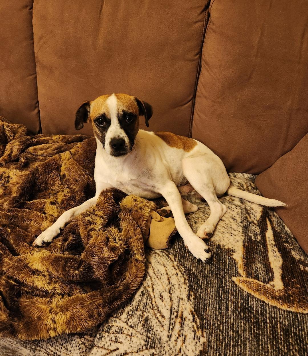 Enlarge Noah, a Adopted mixed breed in Amity, OR image 5/6