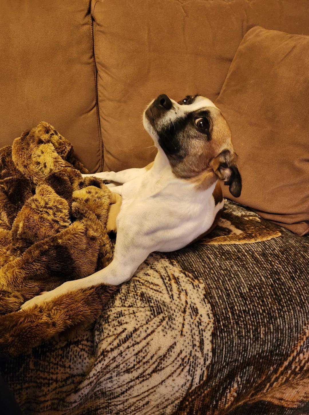 Enlarge Noah, a Adopted mixed breed in Amity, OR image 1/6