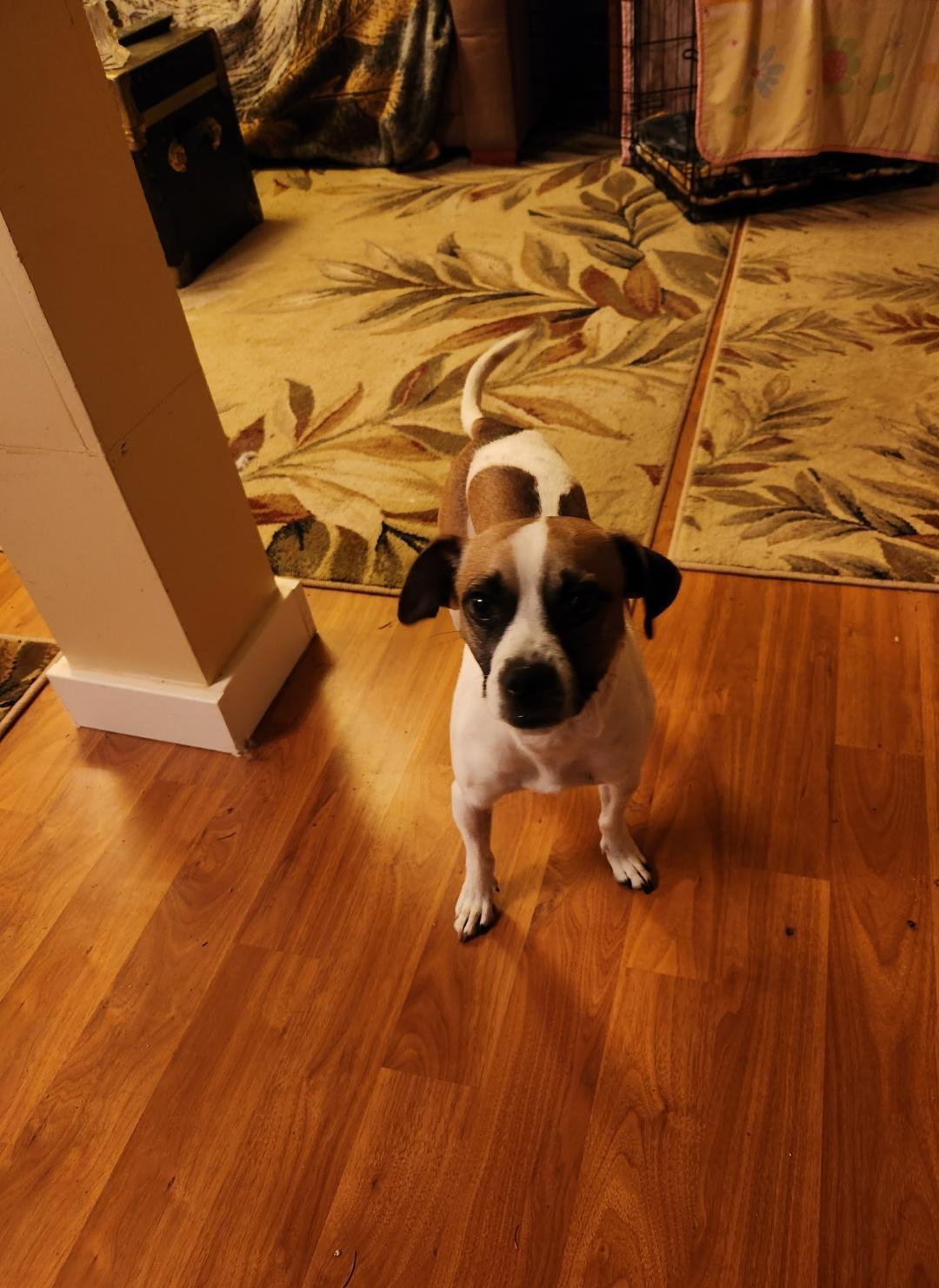 Enlarge Noah, a Adopted mixed breed in Amity, OR image 3/6