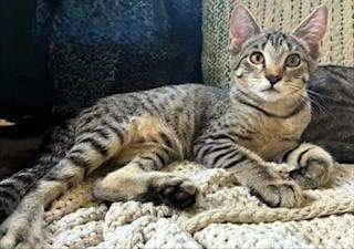 Langdon, Adoptable, Kitten Male Domestic Short Hair.