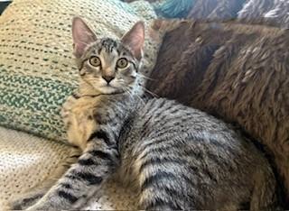 Langdon, a Adoptable Domestic Short Hair in Kenosha, WI image 2/5