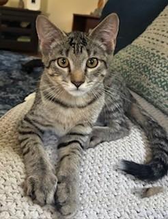 Langdon, a Adoptable Domestic Short Hair in Kenosha, WI image 3/5