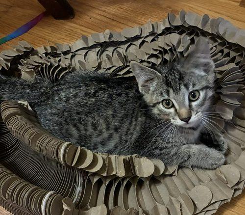 Langdon, a Adoptable Domestic Short Hair in Kenosha, WI image 4/5