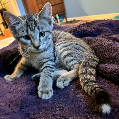 Langdon, a Adoptable Domestic Short Hair in Kenosha, WI image 5/5