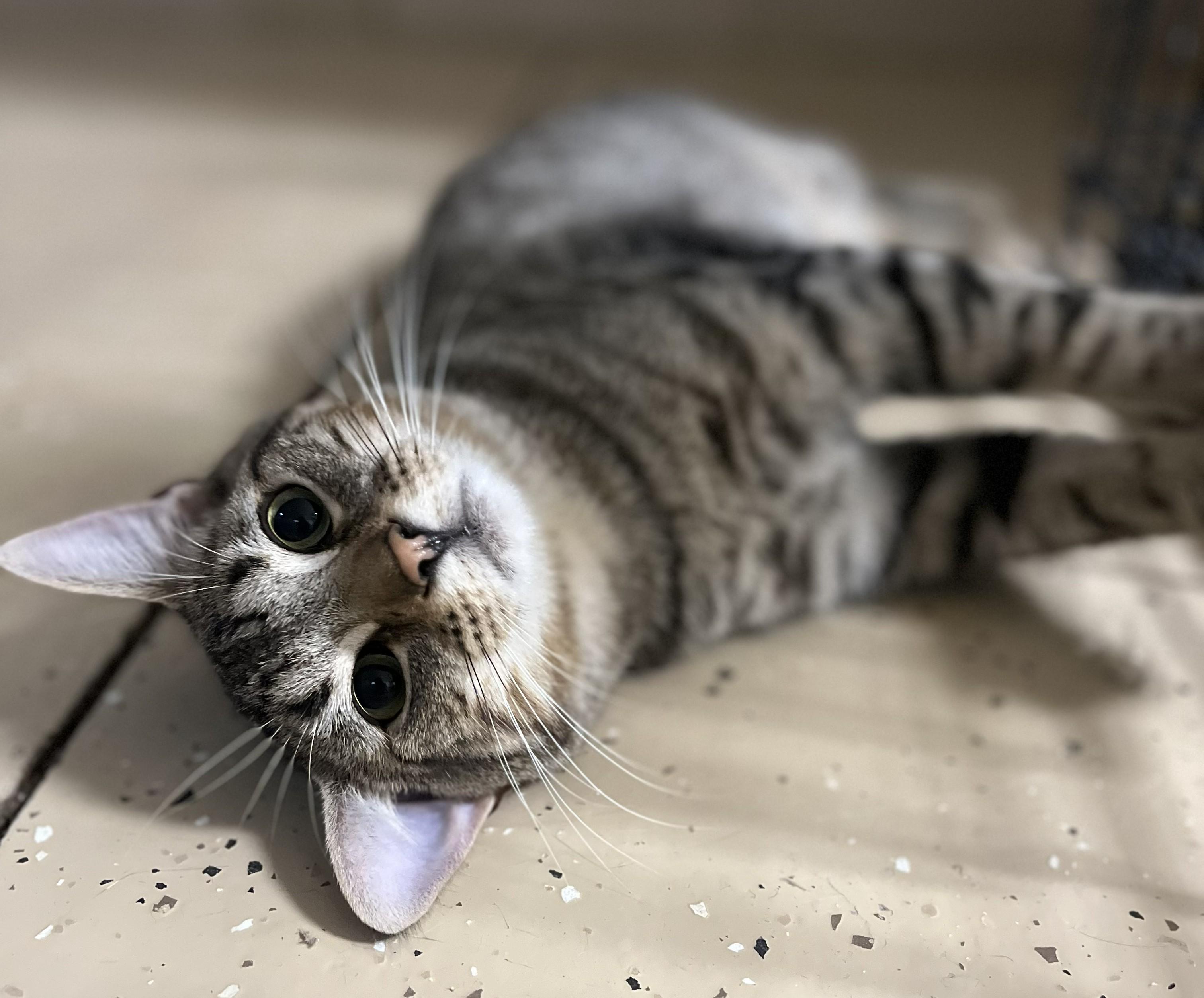 Risotto, ADOPTABLE, Young Male Domestic Short Hair.