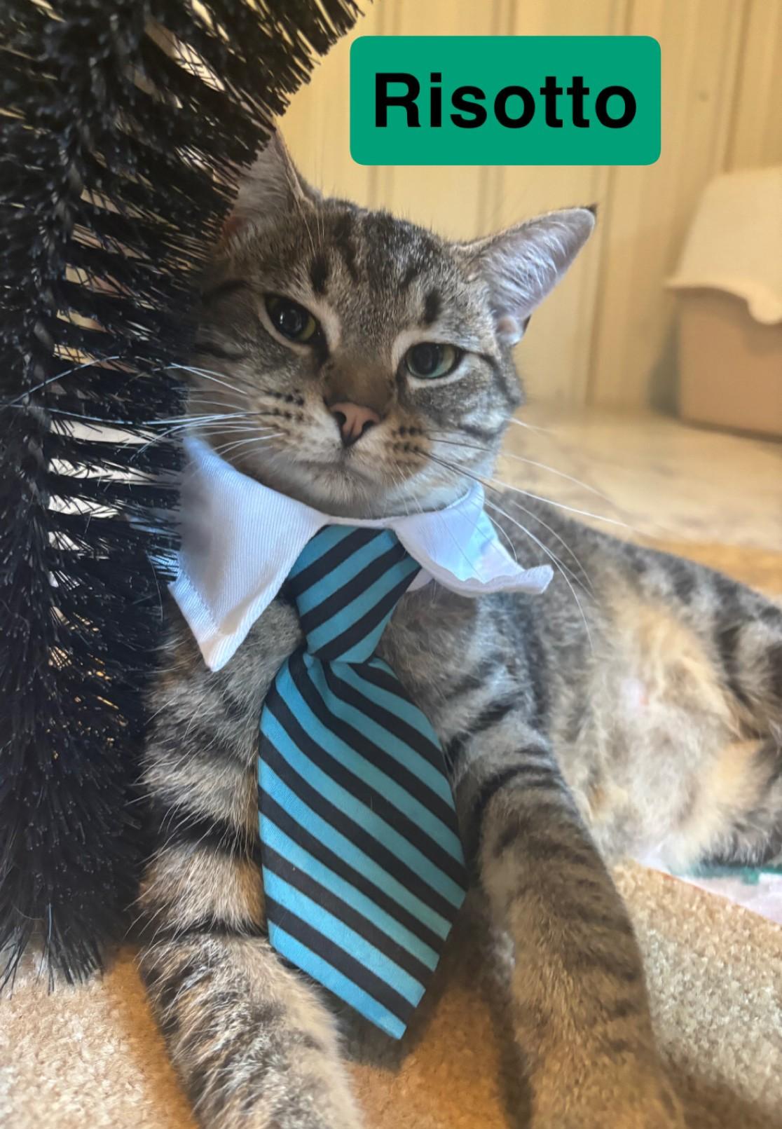 Risotto, ADOPTABLE, Young Male Domestic Short Hair.