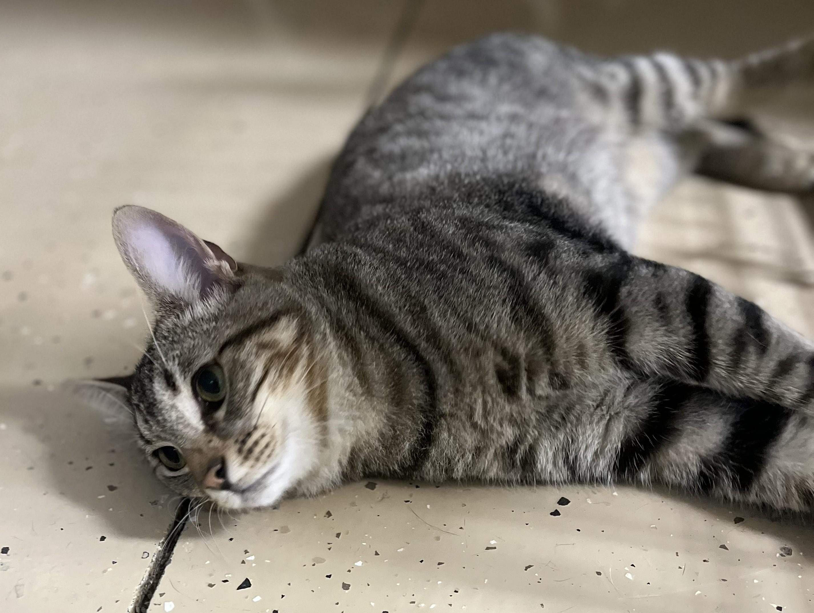 Enlarge Risotto, a ADOPTABLE Domestic Short Hair in Mount Sterling, KY image 3/4