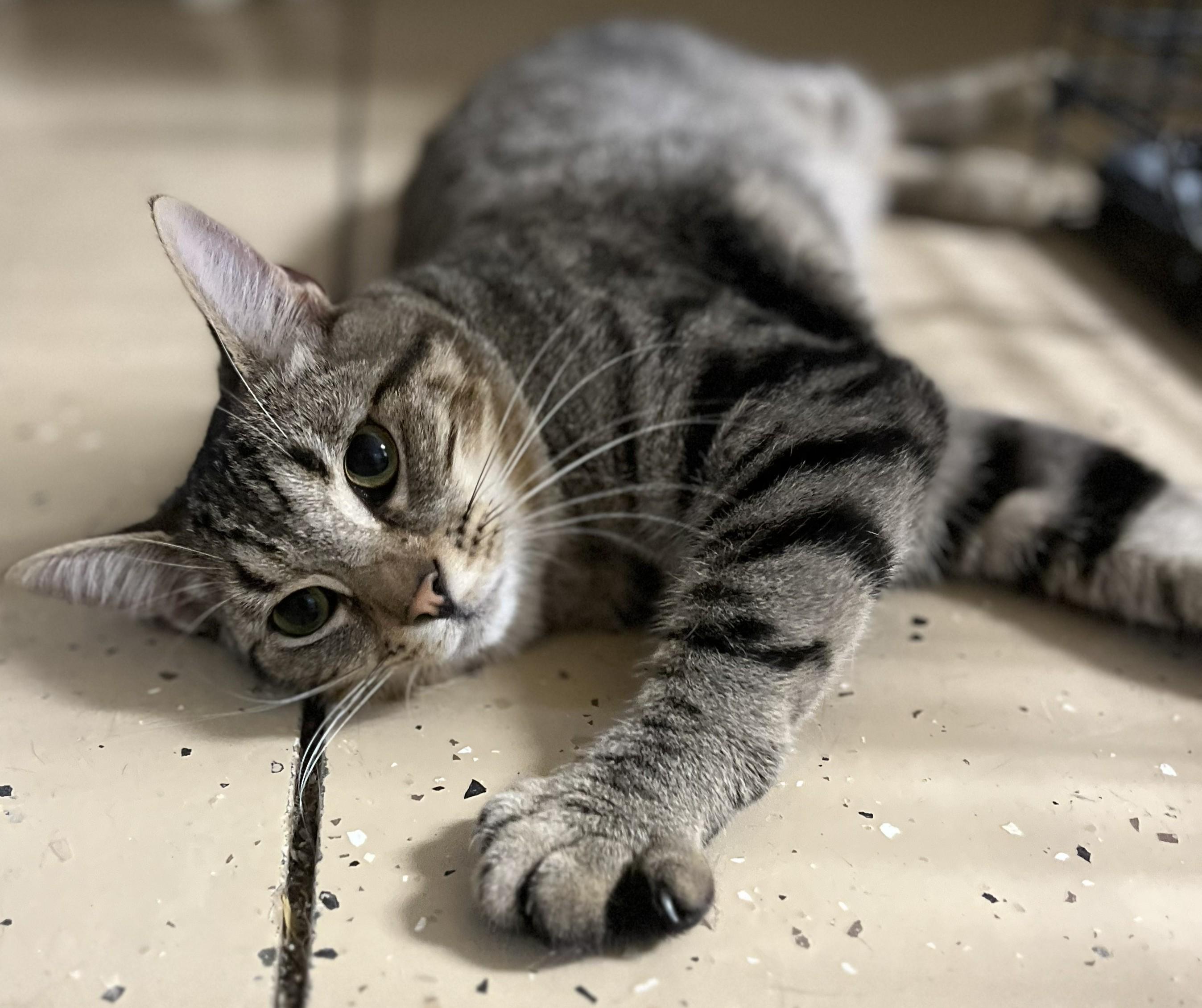 Enlarge Risotto, a ADOPTABLE Domestic Short Hair in Mount Sterling, KY image 4/4