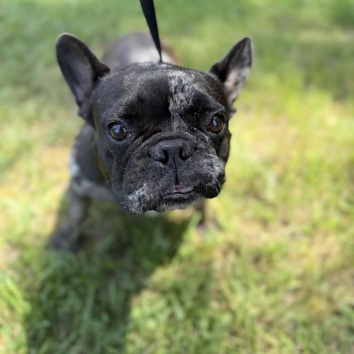 Suki, Adoptable, Adult Female French Bulldog.
