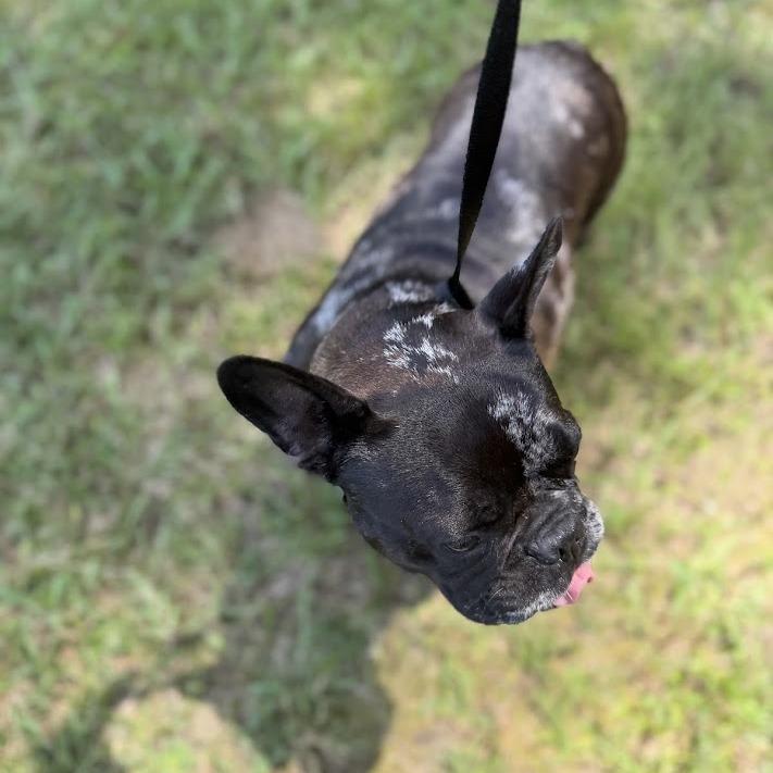 Suki, a Adoptable French Bulldog in North Charleston, SC image 2/4