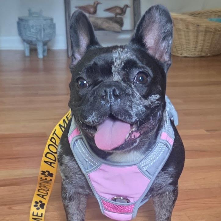Suki, a Adoptable French Bulldog in North Charleston, SC image 3/4