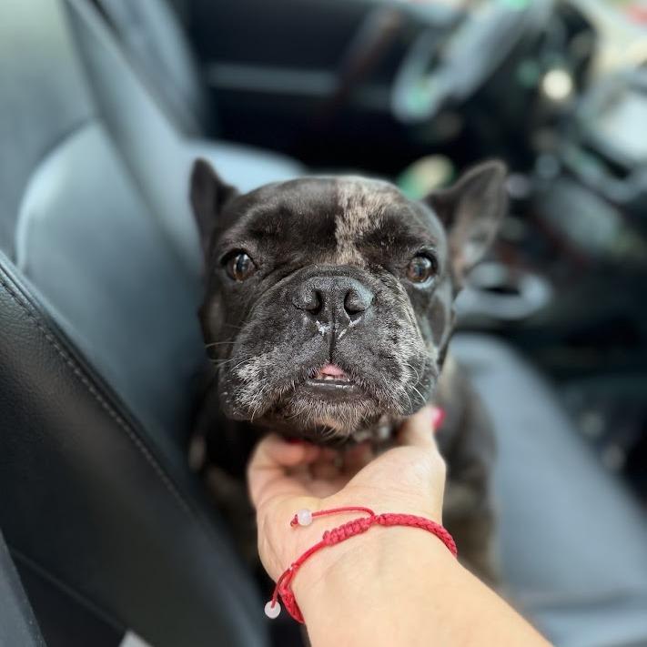 Suki, a Adoptable French Bulldog in North Charleston, SC image 4/4