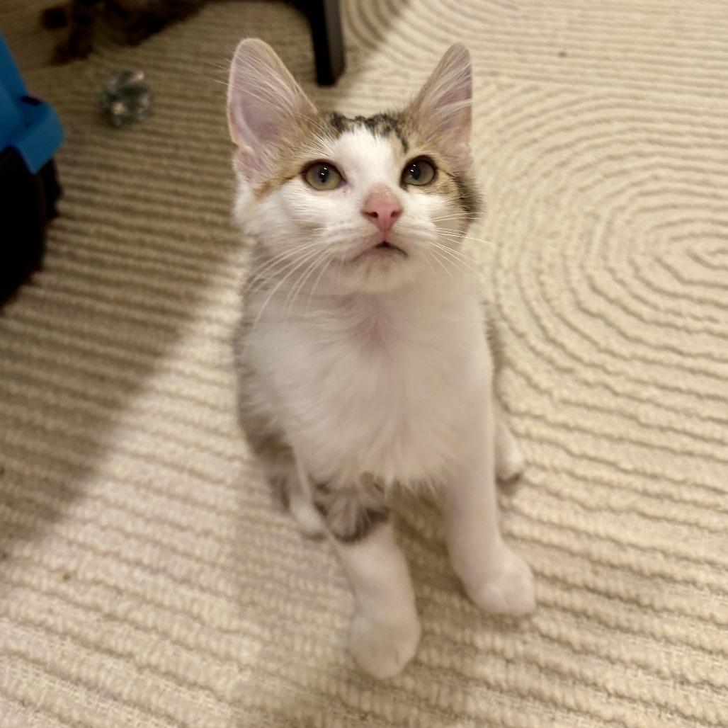 Hibachi, Adoptable, Kitten Male Domestic Medium Hair.