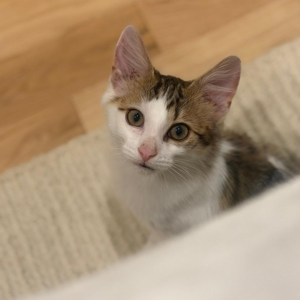 Enlarge Hibachi, a Adoptable Domestic Medium Hair in Chicago, IL image 2/3