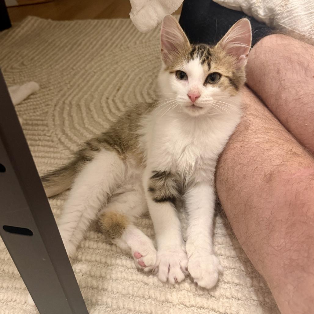 Enlarge Hibachi, a Adoptable Domestic Medium Hair in Chicago, IL image 3/3