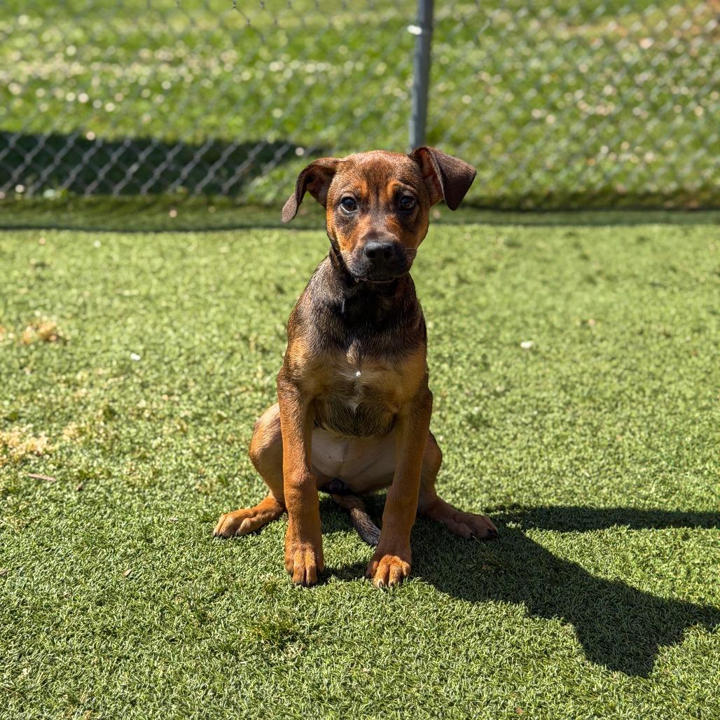 Enlarge Mabel, a Adoptable mixed breed in Gainesville, GA image 1/2