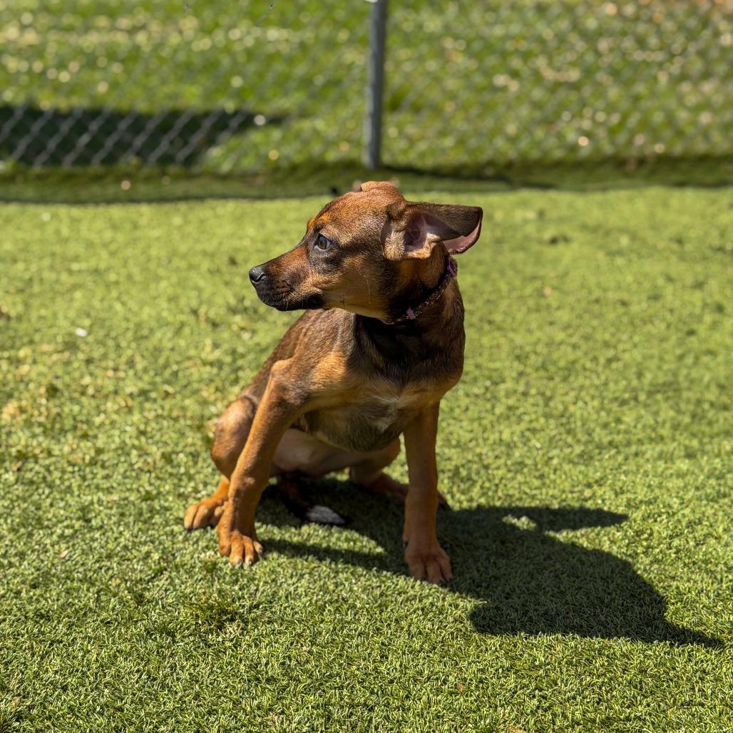 Enlarge Mabel, a Adoptable mixed breed in Gainesville, GA image 2/2