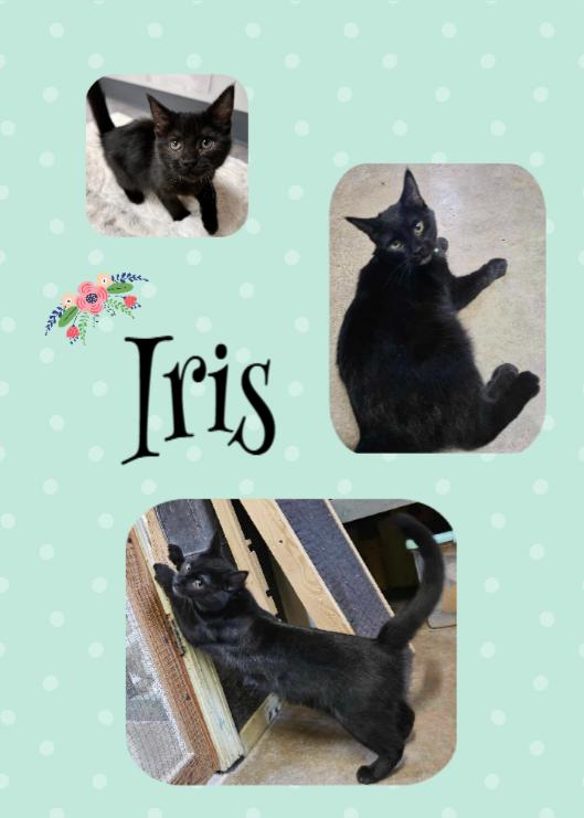 Iris, Adoptable, Kitten Female Domestic Short Hair.