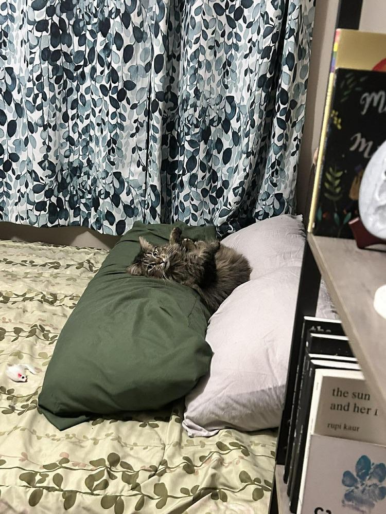 Enlarge Dublin (24-056 C), a Adoptable mixed breed in Lansing, MI image 1/5