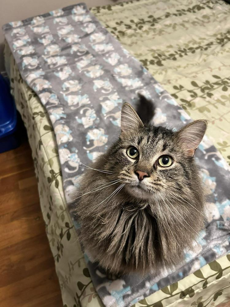 Enlarge Dublin (24-056 C), a Adoptable mixed breed in Lansing, MI image 2/5