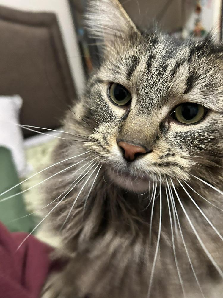 Enlarge Dublin (24-056 C), a Adoptable mixed breed in Lansing, MI image 3/5