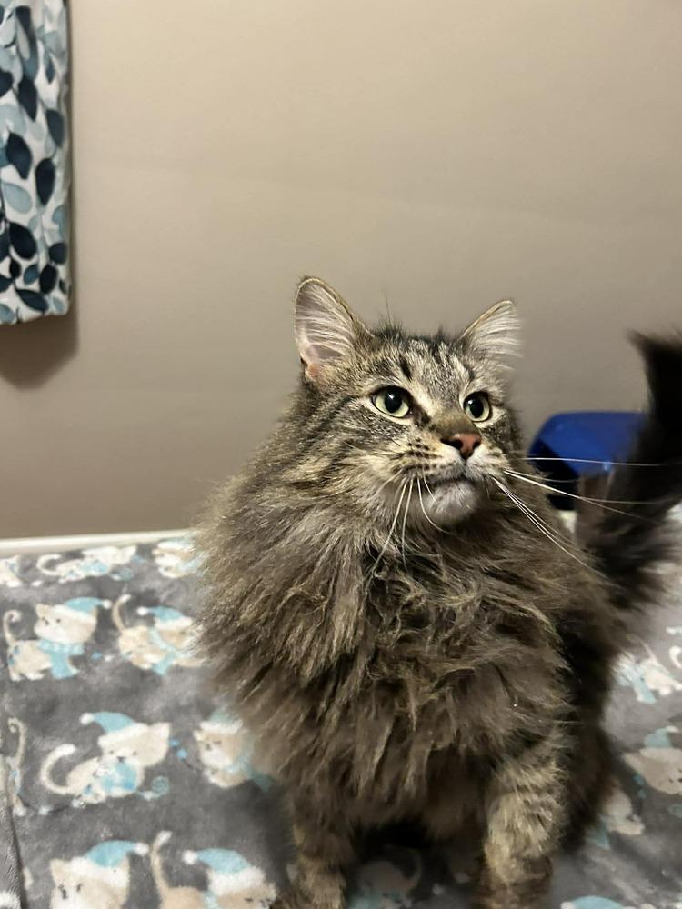 Enlarge Dublin (24-056 C), a Adoptable mixed breed in Lansing, MI image 4/5