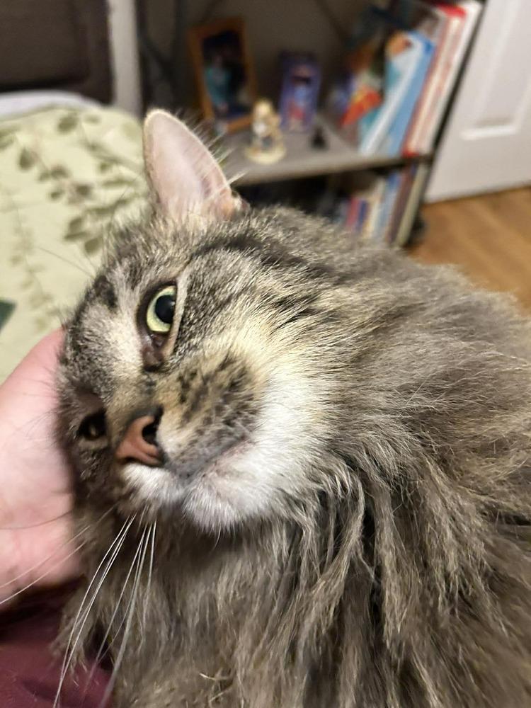 Enlarge Dublin (24-056 C), a Adoptable mixed breed in Lansing, MI image 5/5