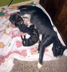 Enlarge Sky (aka Skylar), a Adoptable Tuxedo in Alvin, TX image 1/3