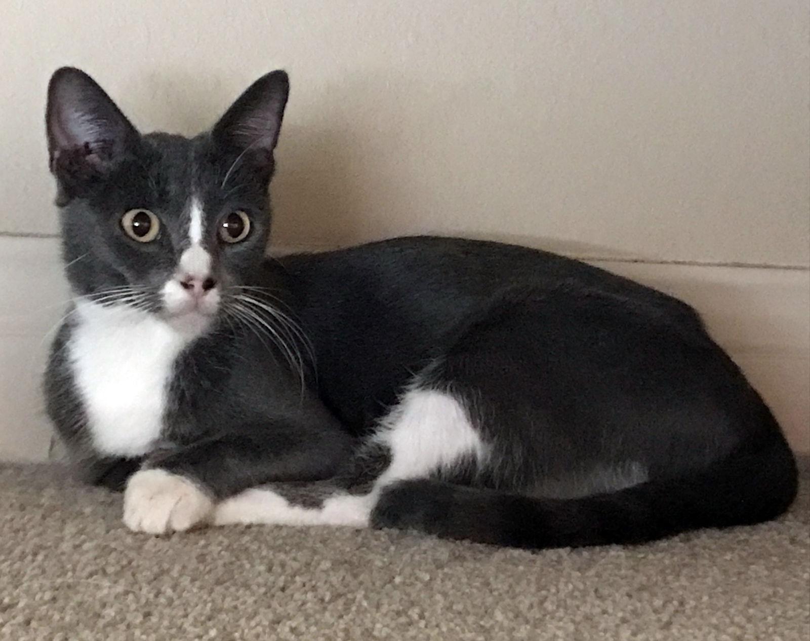 Enlarge Sky (aka Skylar), a Adoptable Tuxedo in Alvin, TX image 2/3